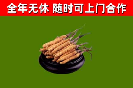良庆区回收冬虫夏草